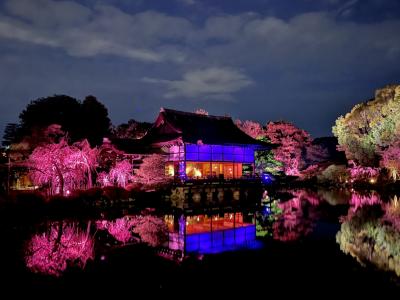 平安神宮 桜音夜 紅しだれコンサート と 京都市動物園 と 美味しいもの