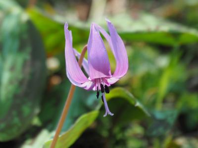 春の妖精　カタクリが見たくてさやま花多来里の郷へ