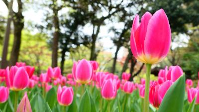 【速報！】横浜公園　4月6日のチューリップ