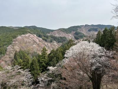 春の奈良旅行（吉野山・郡山城・東大寺・興福寺・笠置山自然公園）
