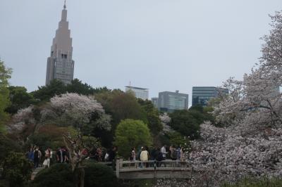 &#127800;新宿御苑の桜&#127800;