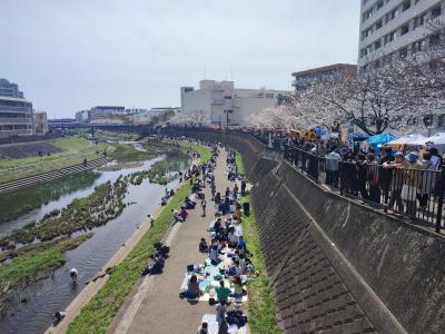 戸塚駅・柏尾川の桜。お花見をしてきました！トイレはありませんよ。