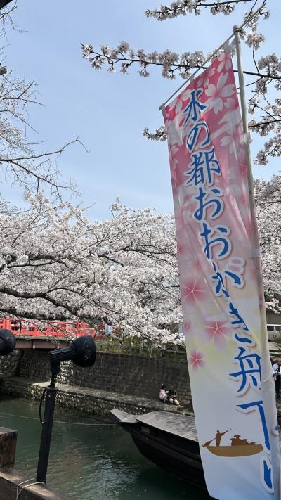 大垣で満開の桜?と船下り乗船