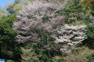 毎年恒例　近所の花見