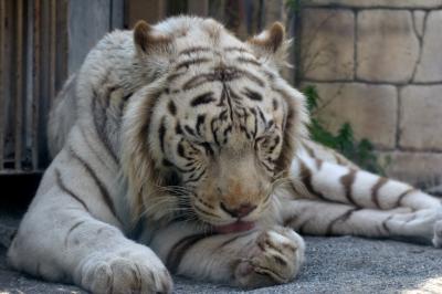 春の東武動物公園
