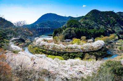 耶馬渓の桜　2025