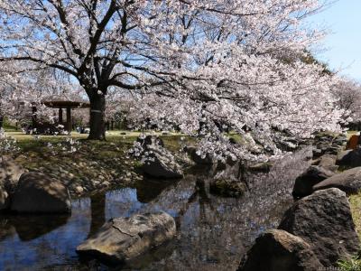 「ラブリバーうぬきハマサカパーク」のサクラ_2025(4)_ソメイヨシノが咲き進みました（伊勢崎市）