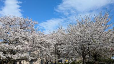 世田谷公園、蛇崩川緑道の桜並木などを散策　2025年4月
