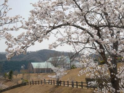 尾道　圓鍔(えんつば)記念公園の桜