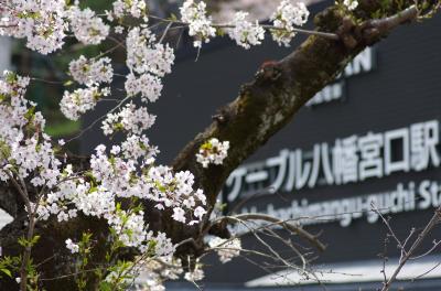 377 石清水八幡宮展望台から背割りの桜