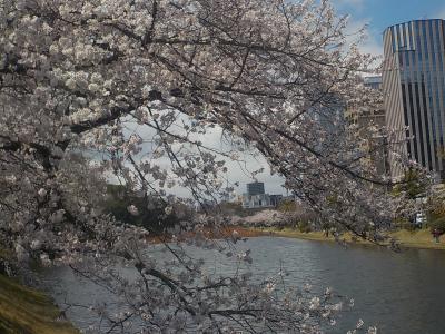 福岡市の中心、天神からほど近い桜のスポットを満喫しました。