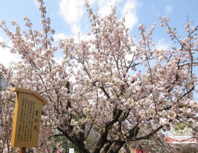 【造幣局 桜の通り抜け】ちょっと早かったか… の旅