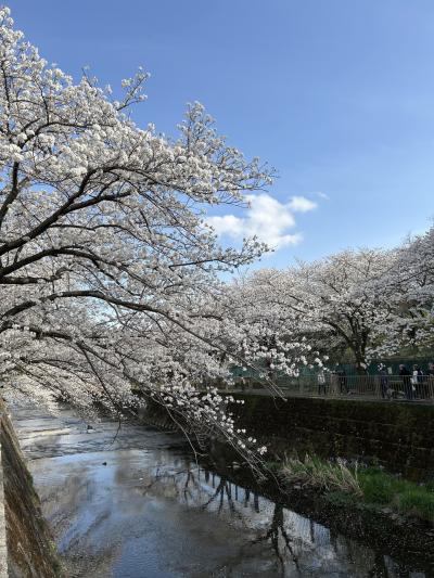 2025年春、"町田 恩田川の桜"。4月5日（土）午後 晴れ・満開、最寄駅 JR横浜線 成瀬 or 東急田園都市線 長津田の桜の名所！