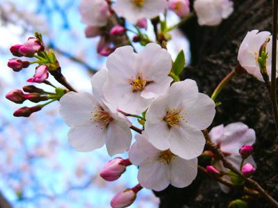 大阪・高槻は春爛漫　桜満開の三島・玉川の里から桜便り～２５