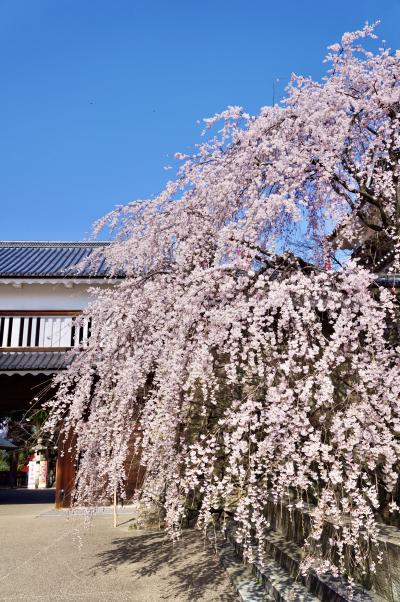 上田で桜🌸を愛でて、軽井沢のおnewなお店でごはん🍚を食べる