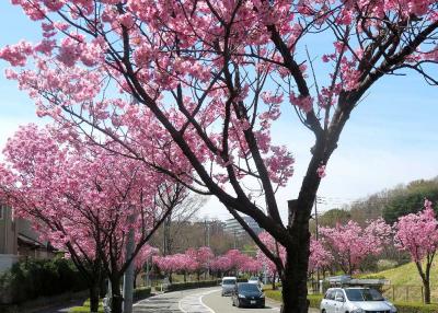 団塊夫婦春の花散歩・２０２５ー（１）稲城＆多摩＆府中の桜巡り