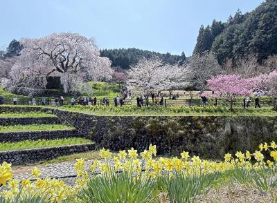 奈良の静かな里山に咲く『又兵衛桜』を見たくてのんびり一人旅♪