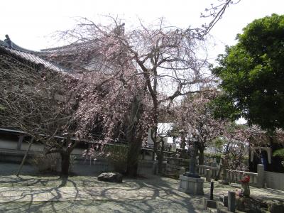 本覚寺の枝垂れ桜が見頃になりました