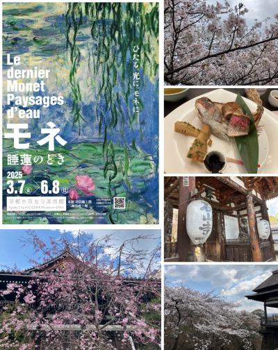 疎水沿いの桜から京セラ美術館 モネ展、KKRくに荘で桜鯛会席から石山寺の桜巡り