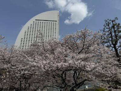 よこはま・みなとみらいでのお花見