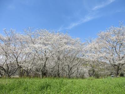 桜めぐりの8日間 (大牟田と山鹿一本松公園)