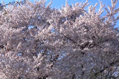 国天然記念物『石戸蒲ザクラ』(世界唯一の自生カバザクラ・樹齢800年)