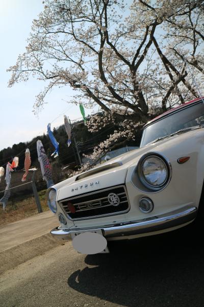 近場の花見で花魁道中