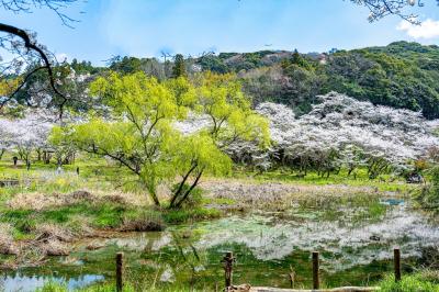 安岐ダムの桜　2025