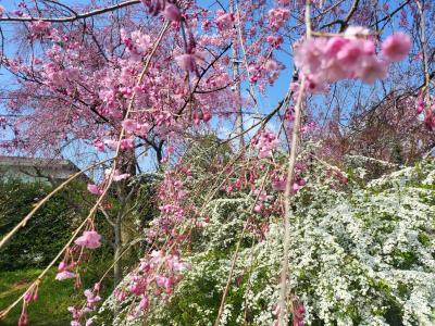 春爛漫「原谷苑」
