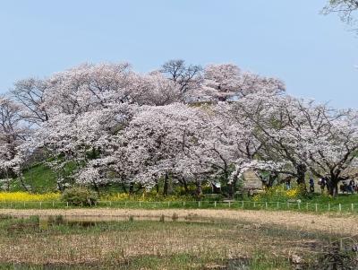 令和7年最初の桜を眺めに埼玉へ遠征(*'▽')