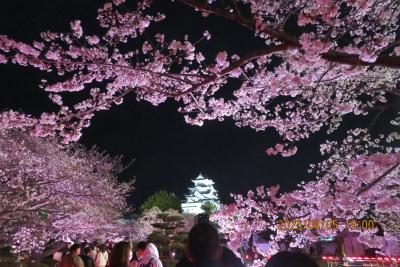 姫路城と桜　２　夜桜編
