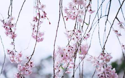 今季最後の晴れ姿　さくら公園から松花堂庭園