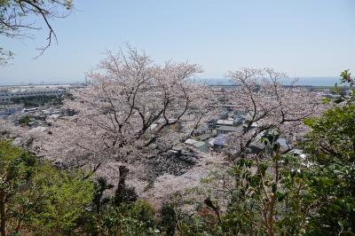 御殿山広場(蒲原)　桜巡り2025  町内起こしかな