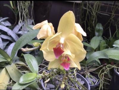 シドニー発着南太平洋クルーズ( 2)