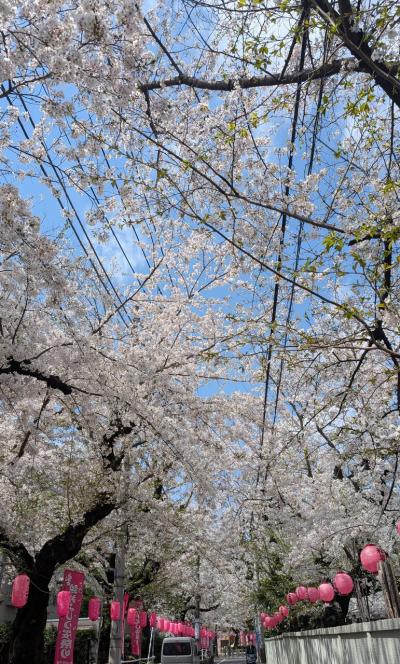 2025年春お花見散歩