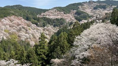 一目千本ではなく現在はひとめ3万本らしい日本一の桜～～吉野山