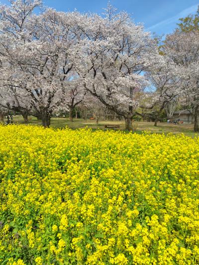 東京・春爛漫～桜と菜の花、そしてチューリップの昭和記念公園