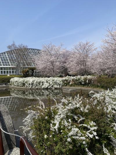 桜満開　in京都 ｛1) 府立植物園と渉成園