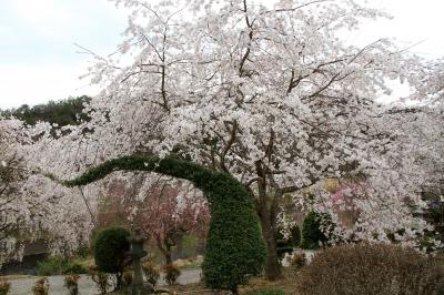 下垣しだれ桜公園（2025年4月8日）　「武庫川桜づつみ回廊」