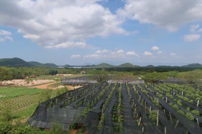 ３か国縦断（ベトナム・カンボジア・タイ）（３）ペッパーファームとケップをツーリング