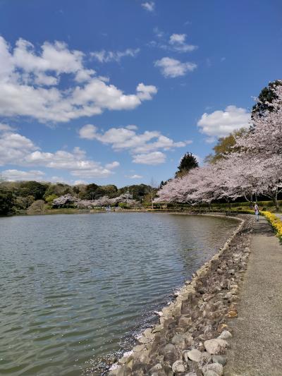 千葉県北総（房総のむら、坂田ヶ池総合公園）桜巡り