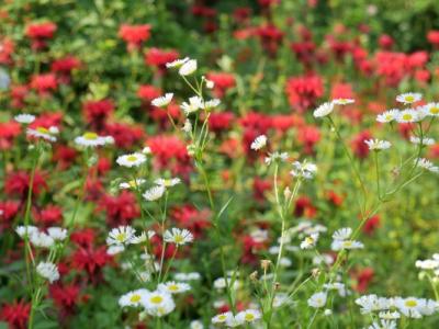 真夏の道北ガーデン巡り