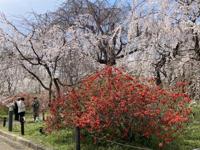 2025年　京都・滋賀の桜めぐり