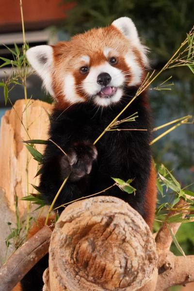 レッサーパンダはかわゆい !!! ネオパークオキナワ