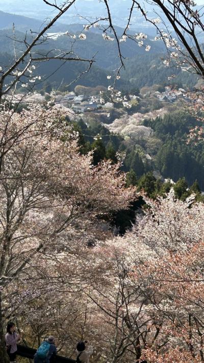 上千本と吉野水分神社まで吉野山頂上？徒歩で登り､満開の桜に囲まれて幸せでした