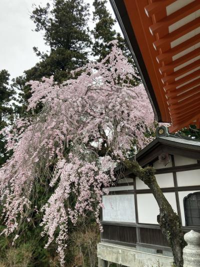 お花見ハイキングin高尾山