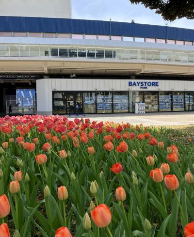 横浜公園のチューリップ&山下公園の花壇展