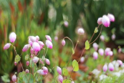 ヘレンケラーのしだれ桜と山野草展を見てきました。