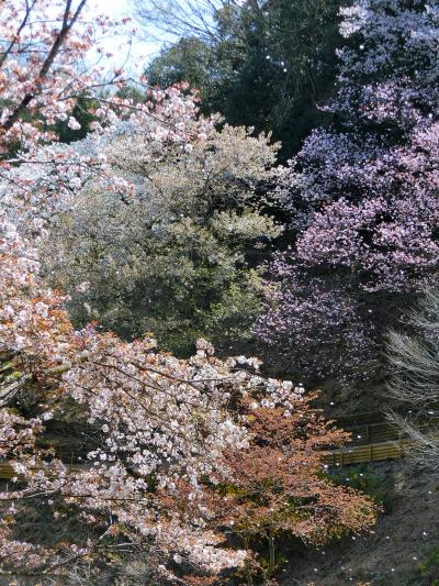 春の高尾と塩山桃源郷へ、1泊2日ひとり旅（1日目）多摩森林科学園の桜保存林