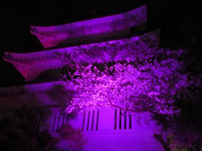 ライトアップ花手水　希望の光　漆黒の闇に桜と和傘の競演　のぼうの城・忍城　行田八幡神社